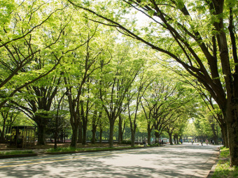 公園ダミー